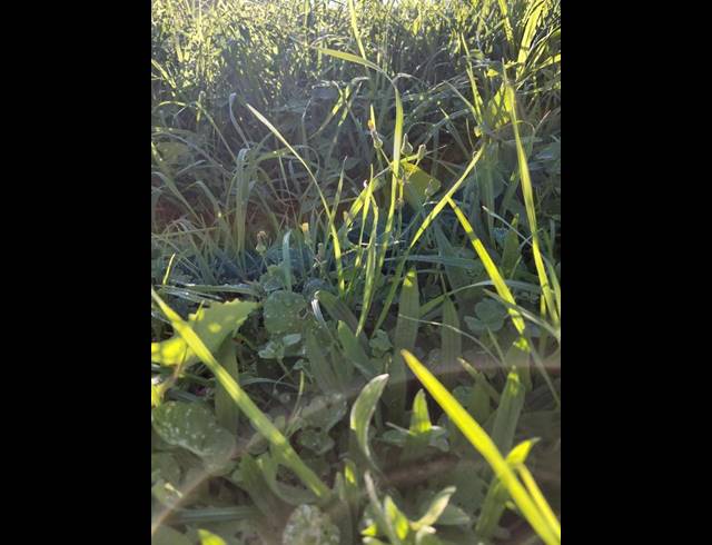 LAND FOR SALE IN NAHOON VALLEY PARK